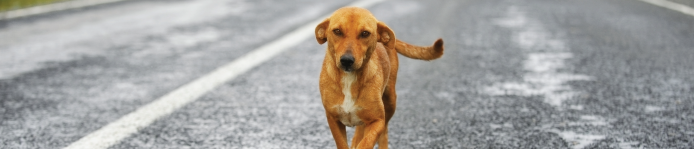 header-Animal-Control